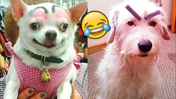 Смешная собака с бровями