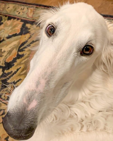 Русская борзая волкодав