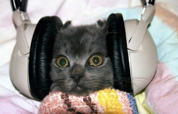 Кот в берушах