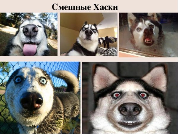 Хаски демотиватор