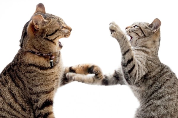 Коты дерутся