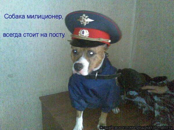 Собака в форме