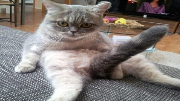 Идиотский кот