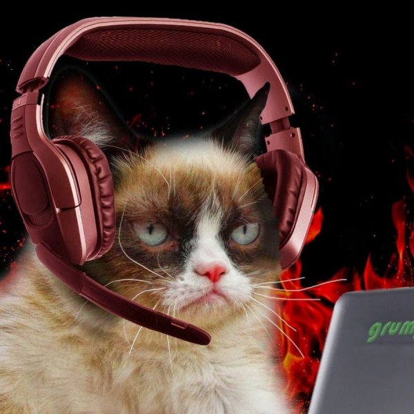 Коты геймеры