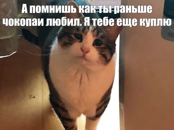 Приемлемо Мем кот оригинал
