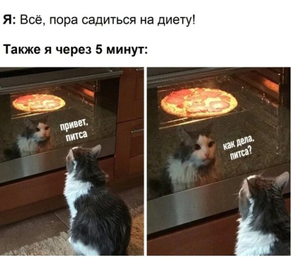 Кот и пицца