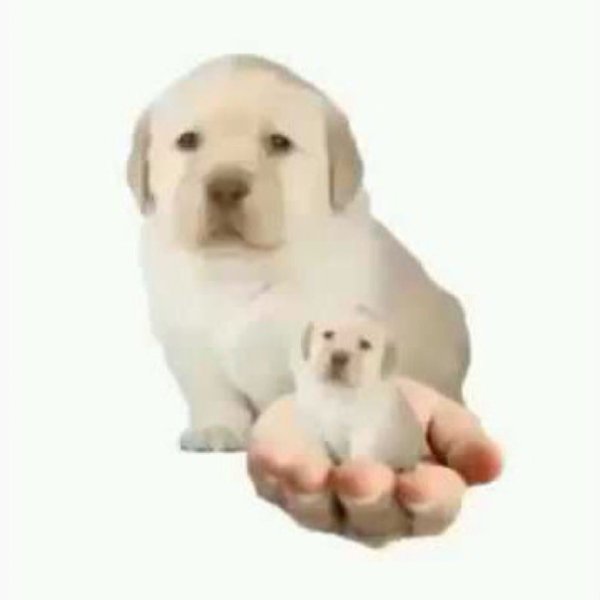 Жабу Мем щенок