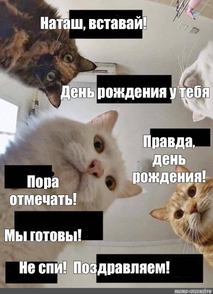 Мемы с котом