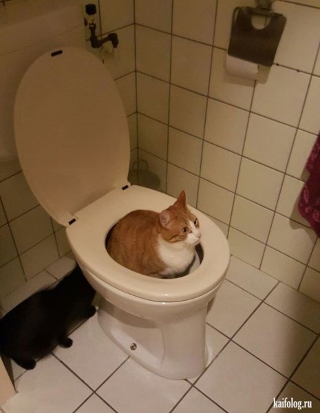 Смешной кот на унитазе