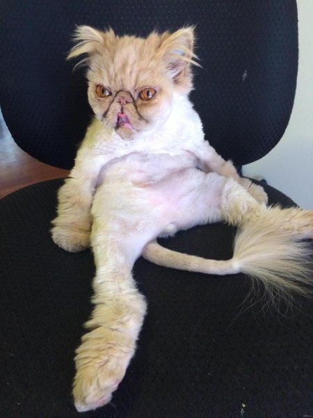 Растрепанная кошка смешная