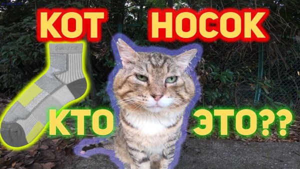 Кот носок