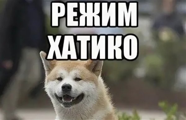 Хатико ок жду