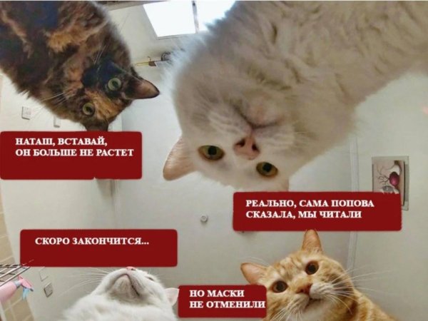 Наташа с днём рождения котики