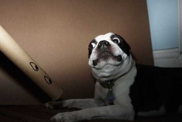 Собака удивление