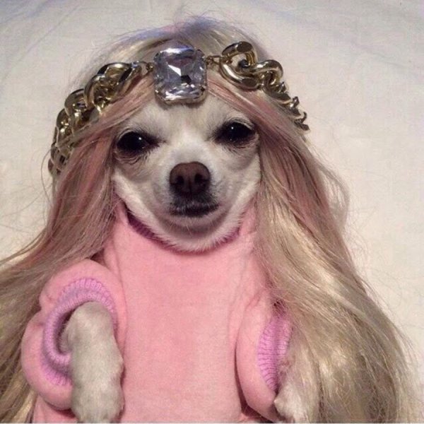 Собачка в парике