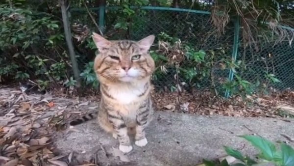 Кот носок в хорошем качестве