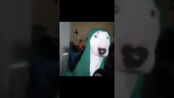 У собаки трясутся зубы Мем