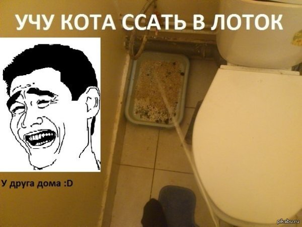 Мемы про туалет
