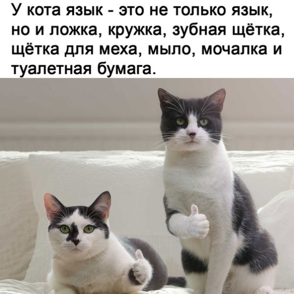 Котик одобрение Мем