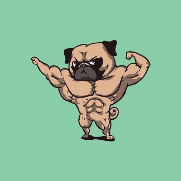 Бойцовский Мопс