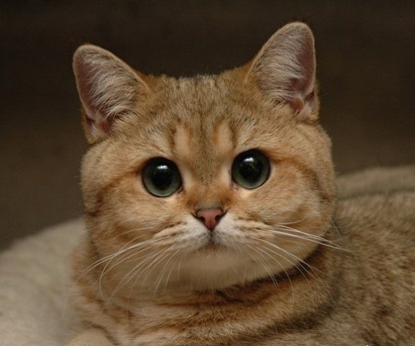 Привет Настюша