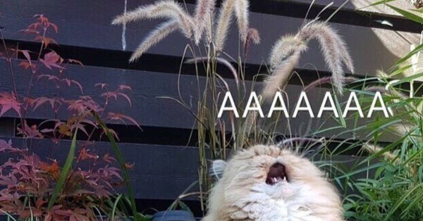 Котик ааааааа