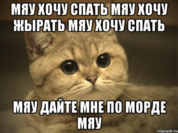 Мяу мяу мяу мяу мяу мяу мяу мяу мяу мяу мяу мяу мяяу