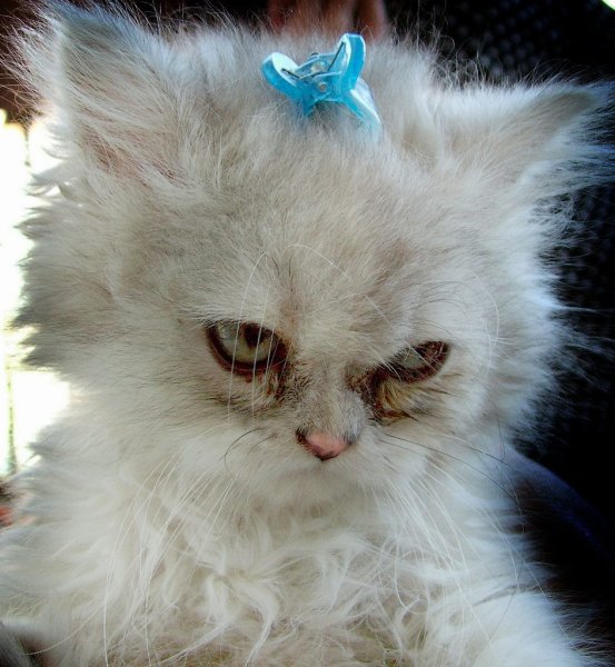 Растрепанный котенок