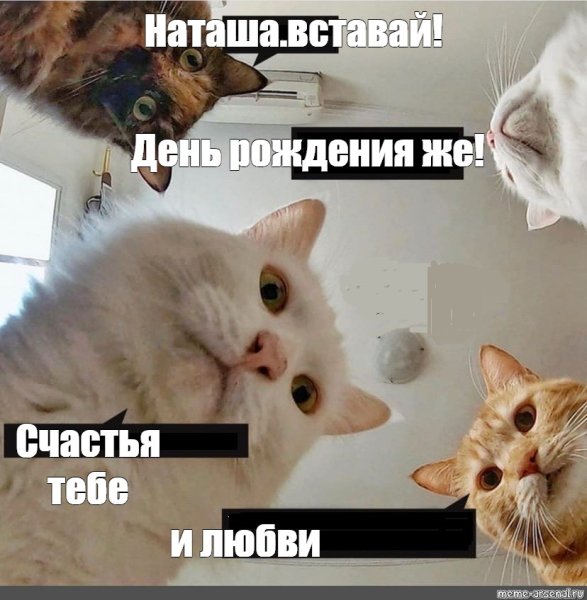 Наташа с днём рождения коты