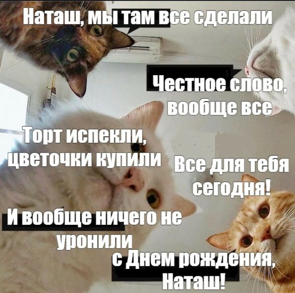 Мемы про котов