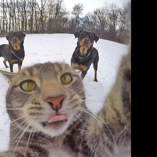 Селфи кошки с собаками