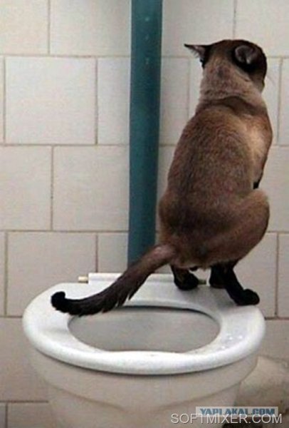 Кот сидит на унитазе