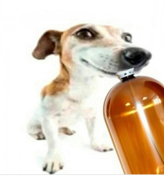 Собака с кегой