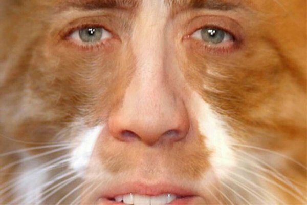 Николас Кейдж с лицом кота