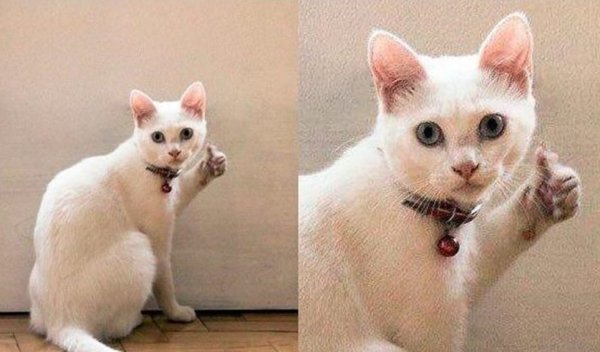 Кот Мем
