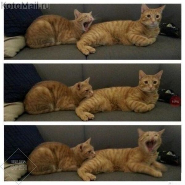 Коты мемы