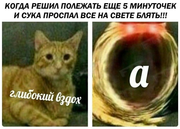 Глубокий вдох а Мем кот