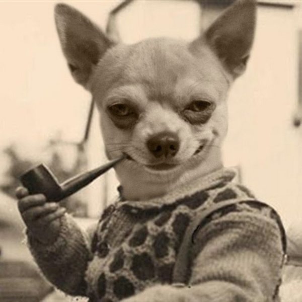 Смешные чихуахуа