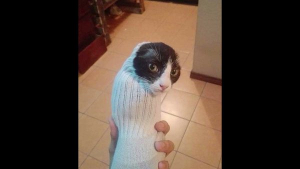 Кот в носке