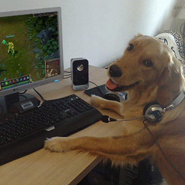 Собака геймер