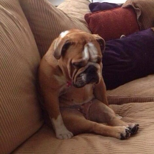 Грустная собака