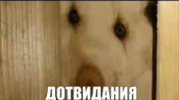 Дратути Мем собака