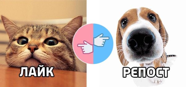 Поставь лайк