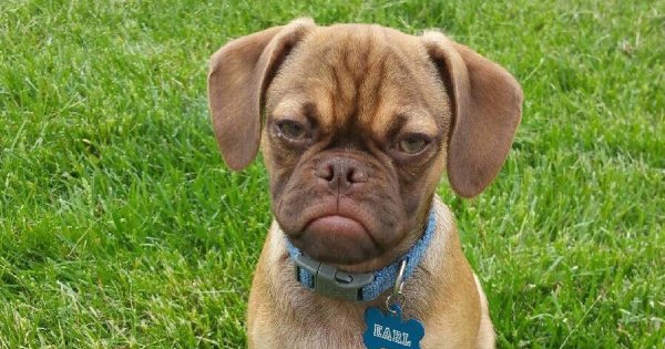 Эмоции животных