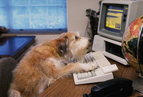 Щенок за компьютером