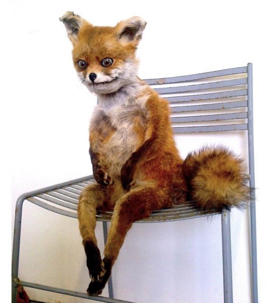 Упоротый Лис