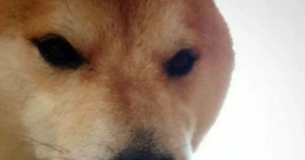 Сиба ину ебитес