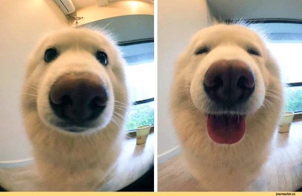 Мемы с собачками