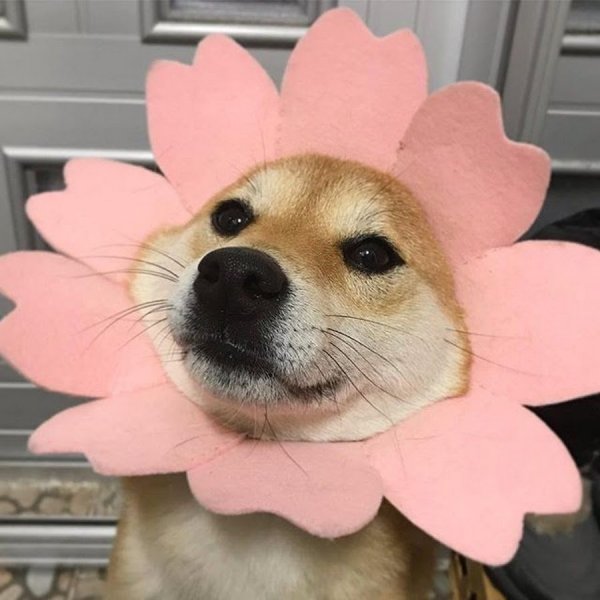 Милая собачка