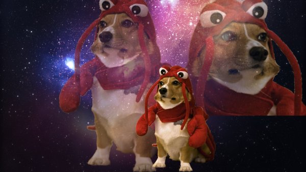 Космическая собака